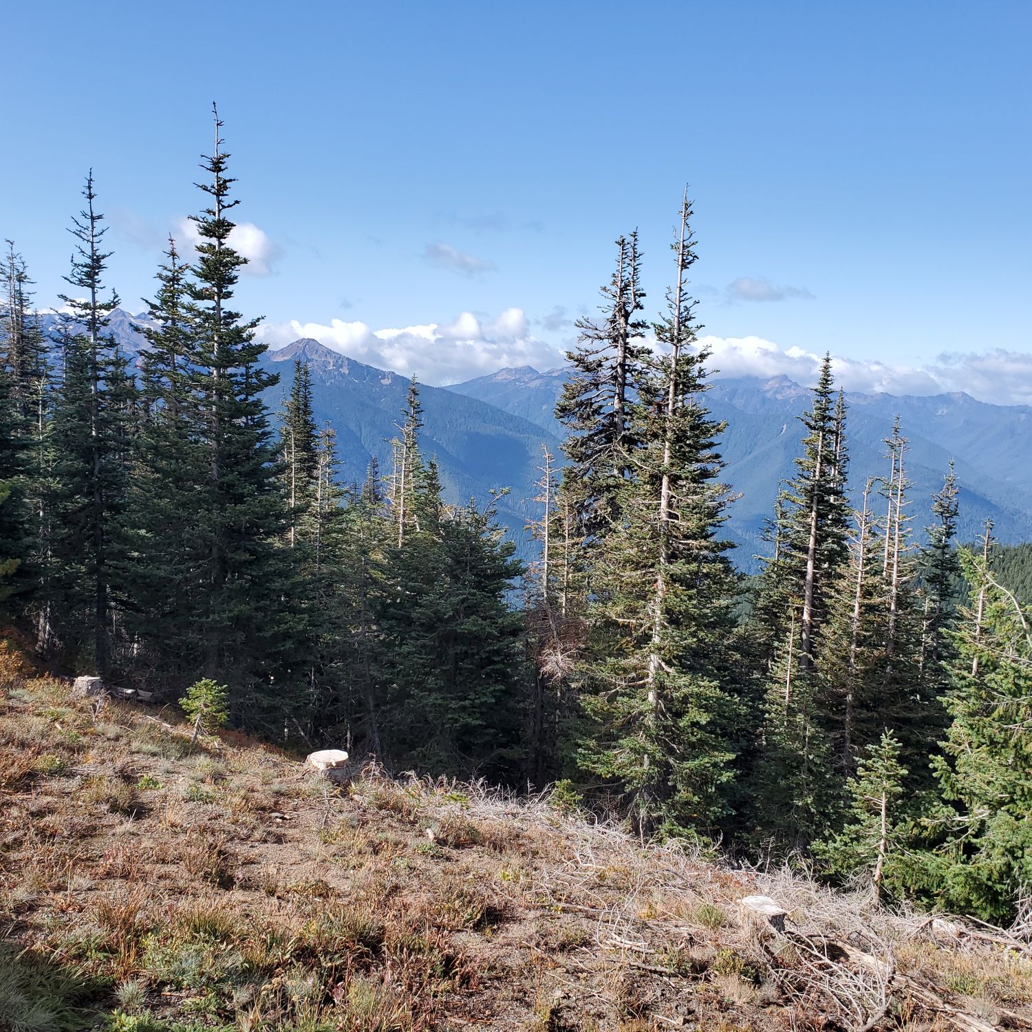 Olympic NP 